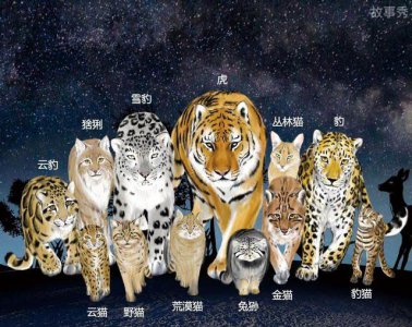 ​中国的13种野生猫科动物