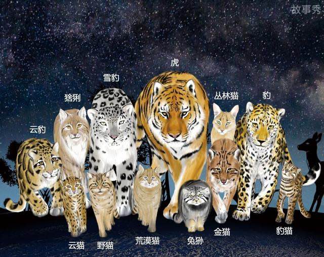 网络图片(侵删)