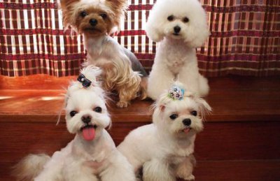 ​马尔济斯犬如何喂养？马尔济斯犬怎样训练？