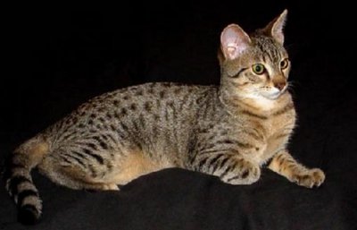 ​埃及猫怎么养？埃及猫的生活习性