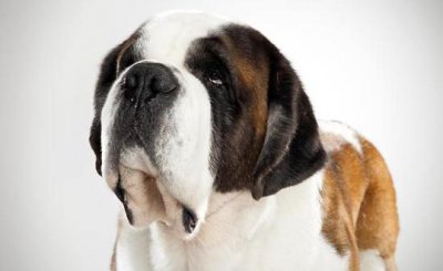 ​圣伯纳犬如何训练？圣伯纳犬怎么养？