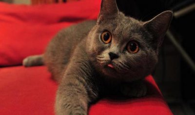 ​英国短毛猫的简介-英国短毛猫怎么养？