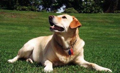 ​拉布拉多是什么狗？拉布拉多犬如何喂养？