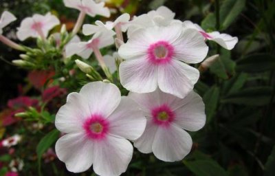 ​凤仙花的介绍-凤仙花的养殖方法