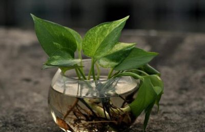 ​家庭盆栽观叶植物的介绍