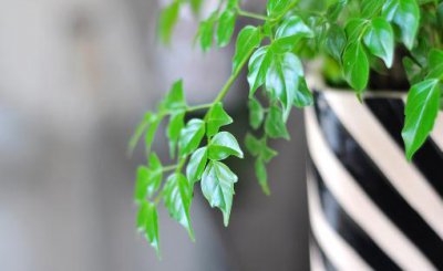 ​幸福树是什么？幸福树的作用及养护方法
