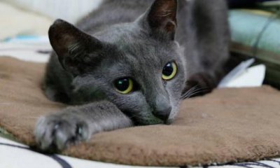 ​俄罗斯蓝猫的简介-俄罗斯蓝猫的生活习性