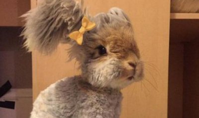 ​草泥兔是什么？草泥兔怎么养？