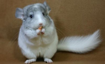 ​纯白龙猫的简介-纯白龙猫的饲养环境