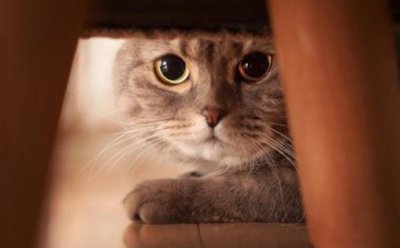 ​猫咪被被吓着铲屎官别坐视不管 要学会正确安抚方式