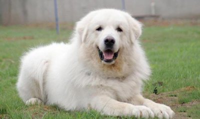 ​大白熊犬如何喂养？大白熊犬怎样训练？