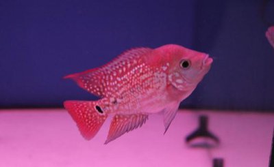​金花罗汉鱼怎么养？金花罗汉鱼的寿命