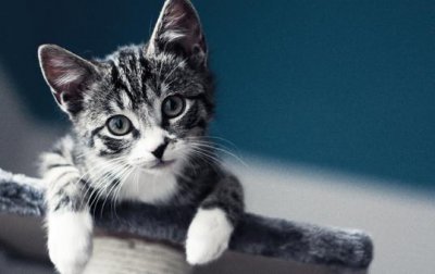 ​虎斑猫的简介-虎斑猫怎么养？