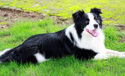 ​边境牧羊犬怎样训练？边境牧羊犬多少钱？