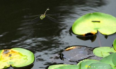 ​蜻蜓点水是什么动物，蜻蜓点水的目的是什么意思生肖知道？