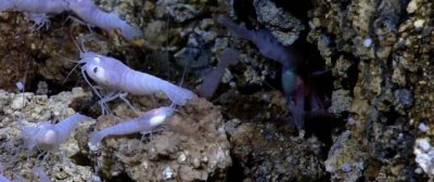 ​耐热虾，”深海虾种群超级耐热，450℃的水都不死”是真的吗？