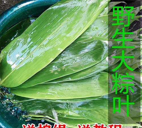 超市买的粽子叶需要煮一下吗