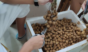 龙眼肉怎样晒干的做法,剥了皮的龙眼肉桂圆怎样晒干吃图7