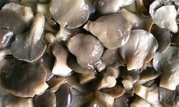 平菇菌棒外表发黄是怎么了