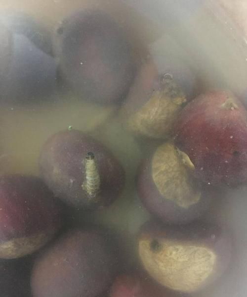 有虫子眼的栗子怎么办还能要吗