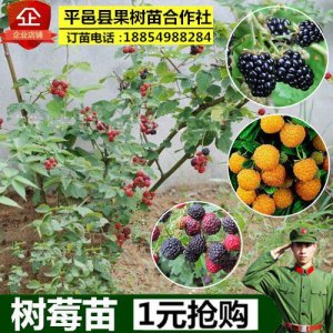 ​覆盆子树苗的种植技术，覆盆子树苗价格