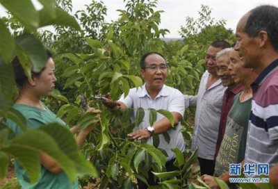 ​核桃苗产地在哪里？家核桃苗