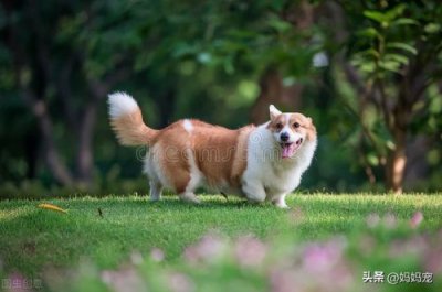 ​威尔士柯基犬多少钱一只(卡迪根威尔士柯基犬)