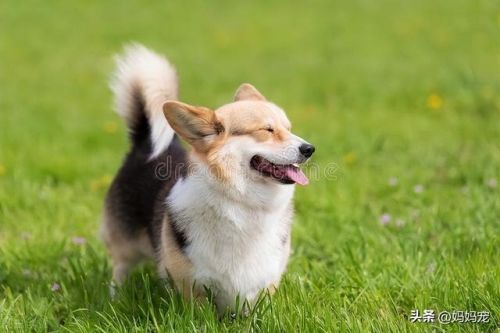 威尔士柯基犬多少钱一只(卡迪根威尔士柯基犬)-第2张图片-