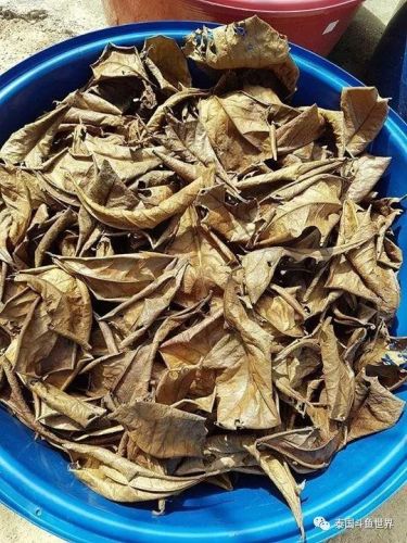 泰国斗鱼论坛吧(泰国斗鱼品种)-第1张图片-
