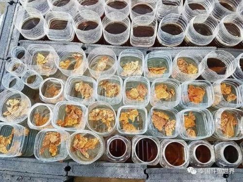 泰国斗鱼论坛吧(泰国斗鱼品种)-第2张图片-