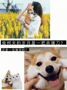 ​岁月就是一把杀猪刀,青春一去不复返  岁月就是一把杀猪刀的下一句