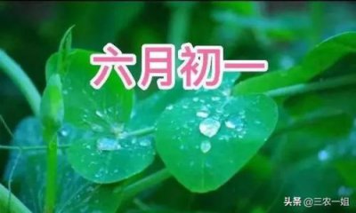 ​清香木为什么老掉叶打一生肖(清香木为什么老掉叶表示什么生肖)
