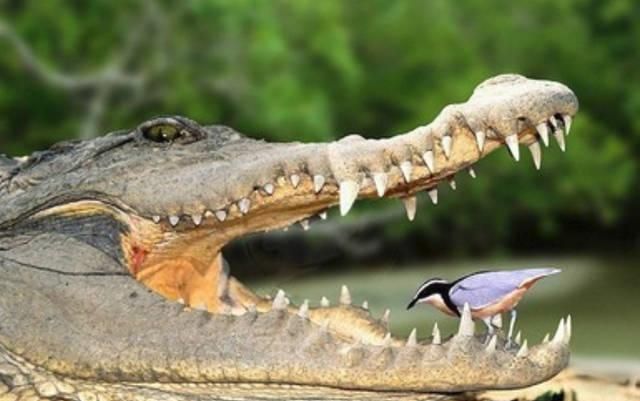 鳄鱼属于什么动物，大海里生活的鳄鱼属于盐水类还是淡水类动物？图7