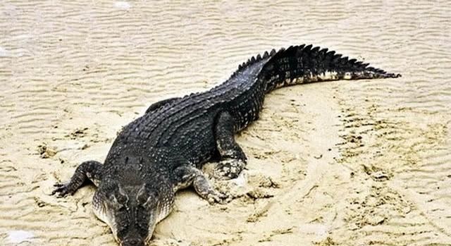 鳄鱼属于什么动物，大海里生活的鳄鱼属于盐水类还是淡水类动物？图2