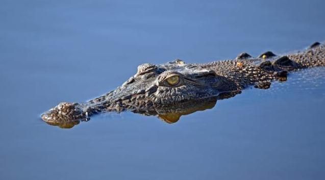 鳄鱼属于什么动物，大海里生活的鳄鱼属于盐水类还是淡水类动物？图4