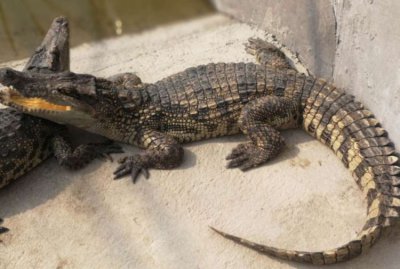 ​鳄鱼属于什么动物，大海里生活的鳄鱼属于盐水类还是淡水类动物？