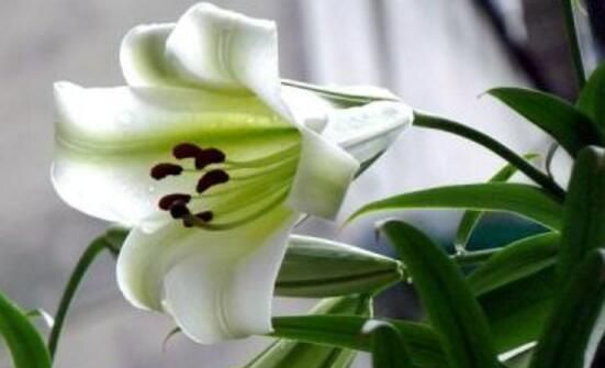 百合花的香味有毒吗