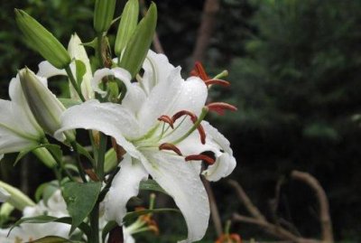 ​百合花的味道对人有没有坏处,百合花香味有毒吗