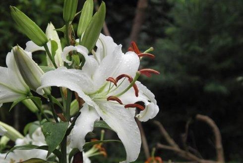 百合花香味有毒吗