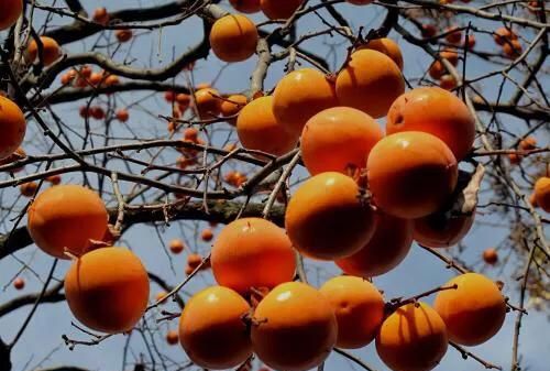小金桔需要剥皮吃吗，柠香凤爪怎么做最好吃？图7