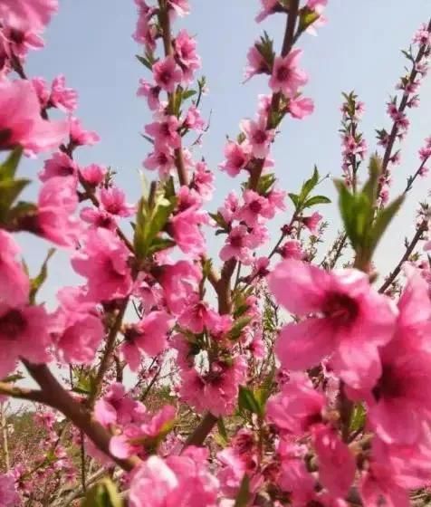 歪风邪气是什么生肖，歪风邪气不正当是指什么生肖？图5