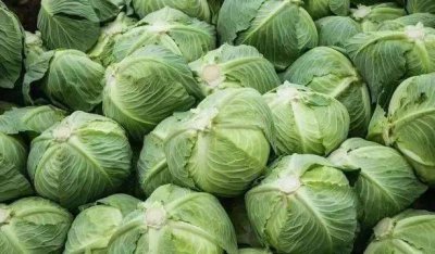 ​疙瘩白是什么菜,噶的白和白菜有区别吗