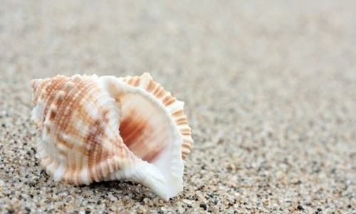 海岸边的动物都有什么,海岸边有什么小动物吗图4