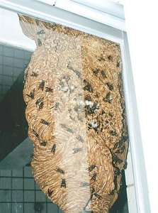​马蜂喜欢在什么地方做窝，马蜂喜欢在什么地方做窝？