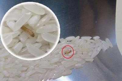 ​家里米虫到处爬怎么根除，米里的硬壳虫怎么去除？