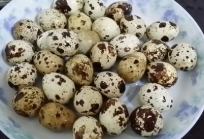 ​煮鹌鹑蛋需要多长时间,鹌鹑蛋要煮多久