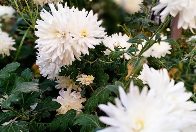 花月是农历几月