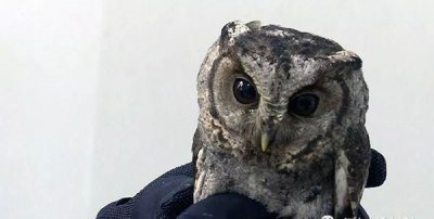 ​猫头鹰属于几级保护动物,中国猫头鹰几级保护动物