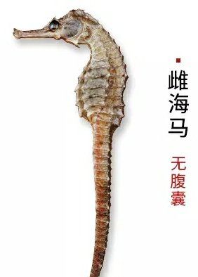 海马怎么分辨公母,海马怎么分公母图解图4