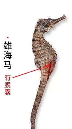 海马怎么分辨公母,海马怎么分公母图解图5
